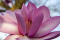 Spring in London. Magnolia `Leonard Messel`, Pink flower and bud opening on tree Royalty Free Stock Photo