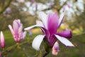 Spring in London. Magnolia `Leonard Messel`, Pink flower and bud opening on tree Royalty Free Stock Photo