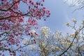 Spring in London. Magnolia `Leonard Messel`, Pink flower and bud opening on tree Royalty Free Stock Photo