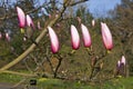 Spring in London. Magnolia `Leonard Messel`, Pink flower and bud opening on a tree Royalty Free Stock Photo