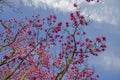 Spring in London. Magnolia `Leonard Messel`, Pink flower and bud opening on tree Royalty Free Stock Photo