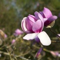 Spring in London. Magnolia `Leonard Messel`, Pink flower and bud opening on tree Royalty Free Stock Photo