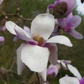 Spring in London. Magnolia `Leonard Messel`, Pink flower and bud opening on tree Royalty Free Stock Photo