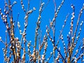 Spring is looming in het Twiske, Landsmeer, Holland Royalty Free Stock Photo