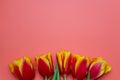 Spring lovely flowers on pink background. Red and yellow tulips on pink backdrop with copyspace for text. Royalty Free Stock Photo