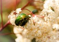 Spring lovers or Love is everywhere. Close up of two Insects on Spring tree. Royalty Free Stock Photo