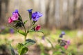 Spring Lungwort flower in the background of a blurred forest. Bud with red and blue flowers Royalty Free Stock Photo