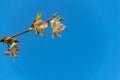 Spring macro of blooming winter honeysuckle Lonicera fragrantissima standishii, or January jasmine