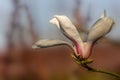 Spring macro of opened White Magnolia flower on blurred grey brown background