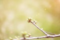 spring macro photography wallpaper light green background and a small fresh young bud on a tree branch Royalty Free Stock Photo