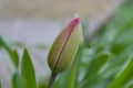 Spring macro tulip Royalty Free Stock Photo