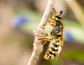 Spring Macro - wasp on thin branch