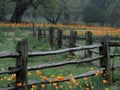 Spring magic with tulips on the wooden fence Royalty Free Stock Photo