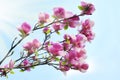 Spring magnolia blossoms Royalty Free Stock Photo