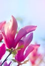 Spring Magnolia blossoms Royalty Free Stock Photo