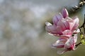 Spring magnolia flowers, soft floral background.