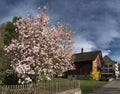 Spring magnolia in the Swiss village of Berschis