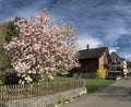 Spring magnolia in the Swiss village of Berschis
