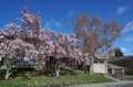 spring with magnolia trees in bloom