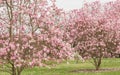 Spring Magnolia Trees