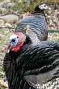 Spring Male Wild Turkey Portrait Royalty Free Stock Photo