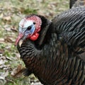 Spring Male Wild Turkey Portrait Royalty Free Stock Photo