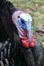 Spring Male Wild Turkey Portrait Royalty Free Stock Photo