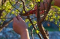 a man cuts a tree branch