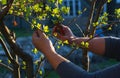 a man cuts a tree branch Royalty Free Stock Photo