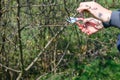 In the spring, a man cuts and trims the branches of a fruit-bearing tree. Royalty Free Stock Photo