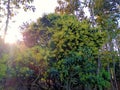 Spring on mangifera indica tree image t