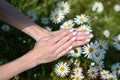 Spring manicure on short nails. Female hands on a background of chamomile. Care for hands