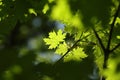 spring maple leaf in the forest close up of leaves backlit by morning sun may Royalty Free Stock Photo