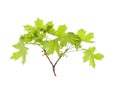 Spring maple leaves Royalty Free Stock Photo