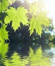 Spring Maple leaves Royalty Free Stock Photo