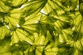 Spring maple leaves Royalty Free Stock Photo