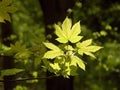 Spring maple leaves in the forest