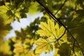 spring maple leaves in the forest close up of leaf backlit by morning sun april Royalty Free Stock Photo