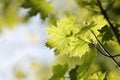 spring maple leaves in the forest close up of leaf backlit by morning sun april Royalty Free Stock Photo