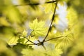 spring maple leaves in the forest close up of leaf backlit by morning sun april Royalty Free Stock Photo