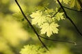 spring maple leaves in the forest close up of leaf backlit by morning sun april Royalty Free Stock Photo