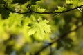 spring maple leaves in the forest close up of leaf backlit by morning sun april Royalty Free Stock Photo