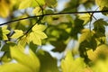 spring maple leaves in the forest close up of sycamore leaf backlit by morning sun may Royalty Free Stock Photo