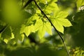 spring maple leaves in the forest close up of sycamore leaf backlit by morning sun may Royalty Free Stock Photo