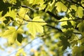 spring maple leaves in the forest close up of sycamore leaf backlit by morning sun may Royalty Free Stock Photo