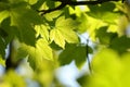 spring maple leaves in the forest close up of sycamore leaf backlit by morning sun may Royalty Free Stock Photo