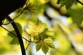 spring maple leaves in the forest close up of sycamore spring maple leaf in the forest backlit by the morning sun may Royalty Free Stock Photo