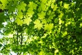 Spring maple leaves Royalty Free Stock Photo