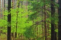 Spring Maple in Pine Forest