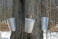 Spring, maple syrup season. Royalty Free Stock Photo